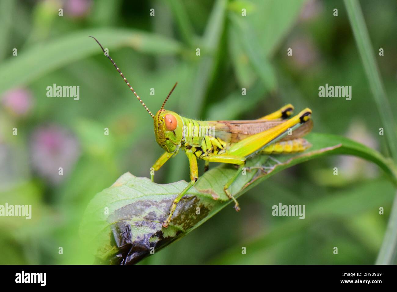 British isles grasshopper lateral view, Omocestus viridulus, Mumbai, Maharashtra, India Stock Photo