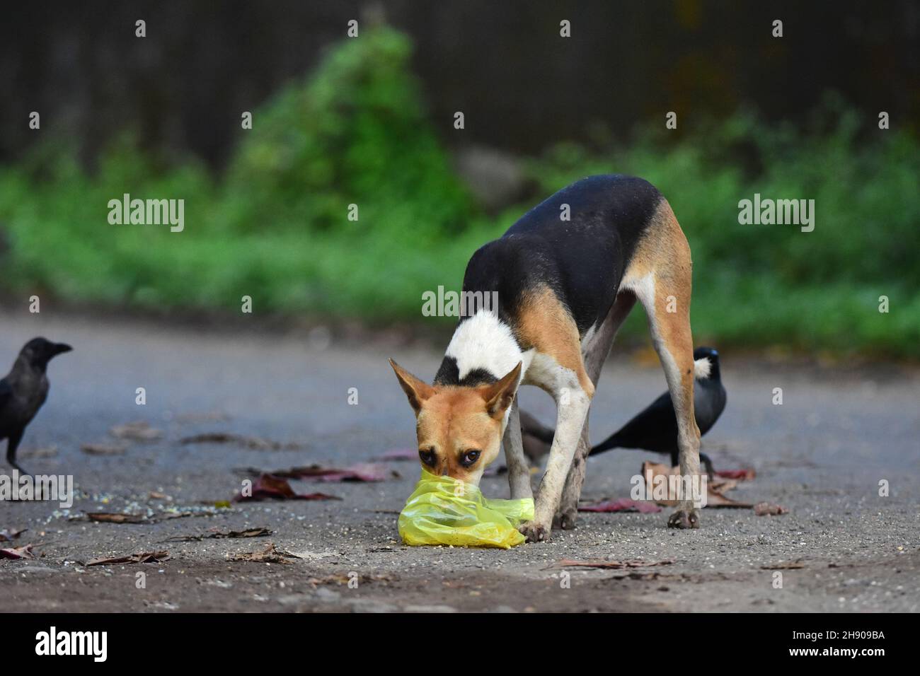 Labrador eating dog bowl hires stock photography and images Alamy