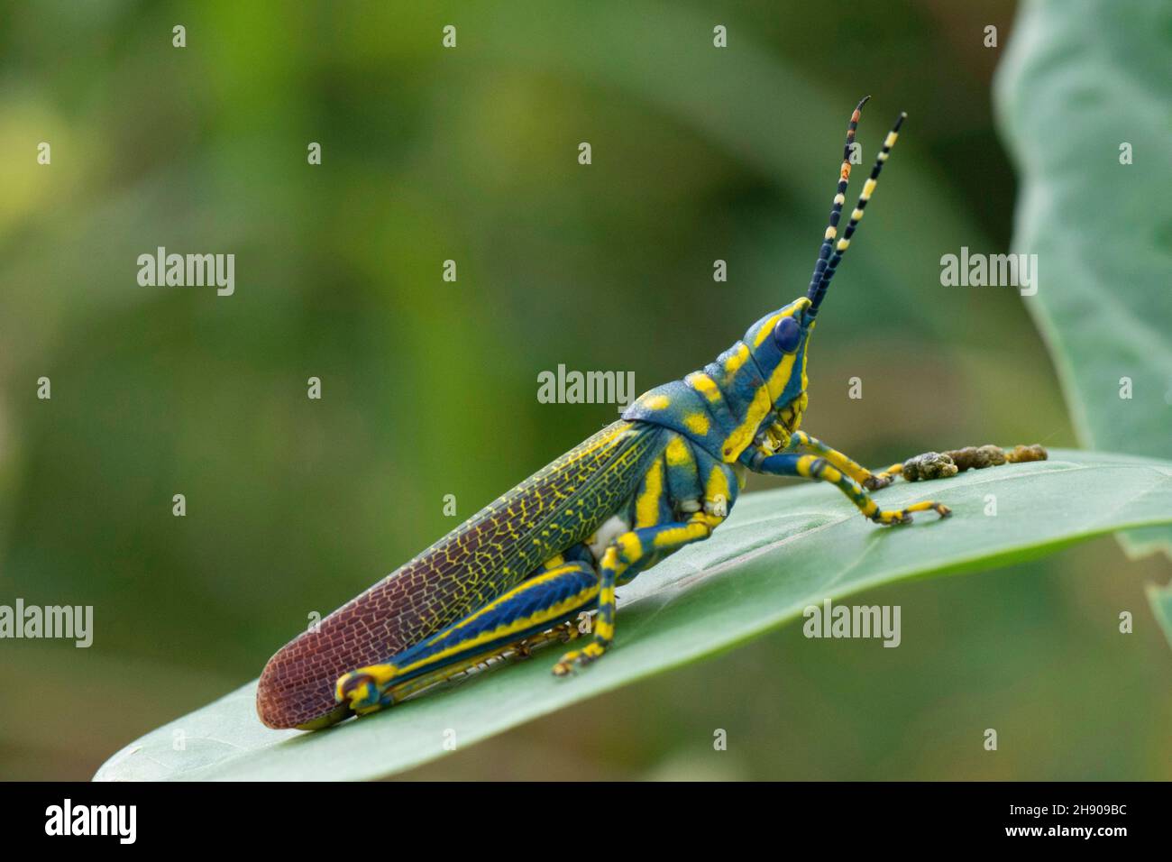 Painted on leaf, Poekilocerus pictus, Mumbai, Maharashtra