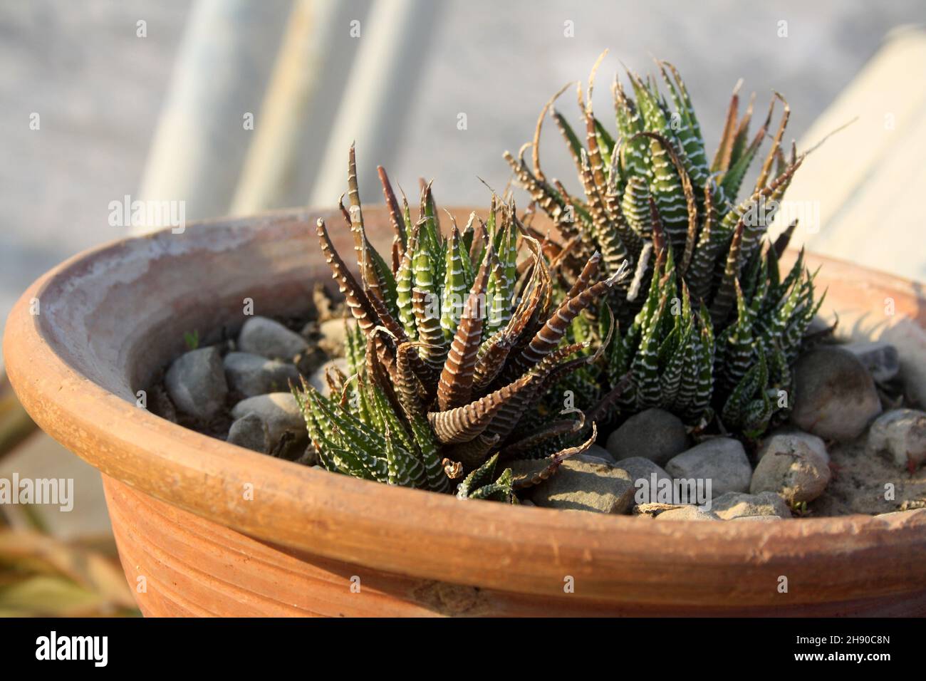 Zebra plant (Haworthiopsis attenuate) in a flower pot with pebbles : (pix SShukla) Stock Photo
