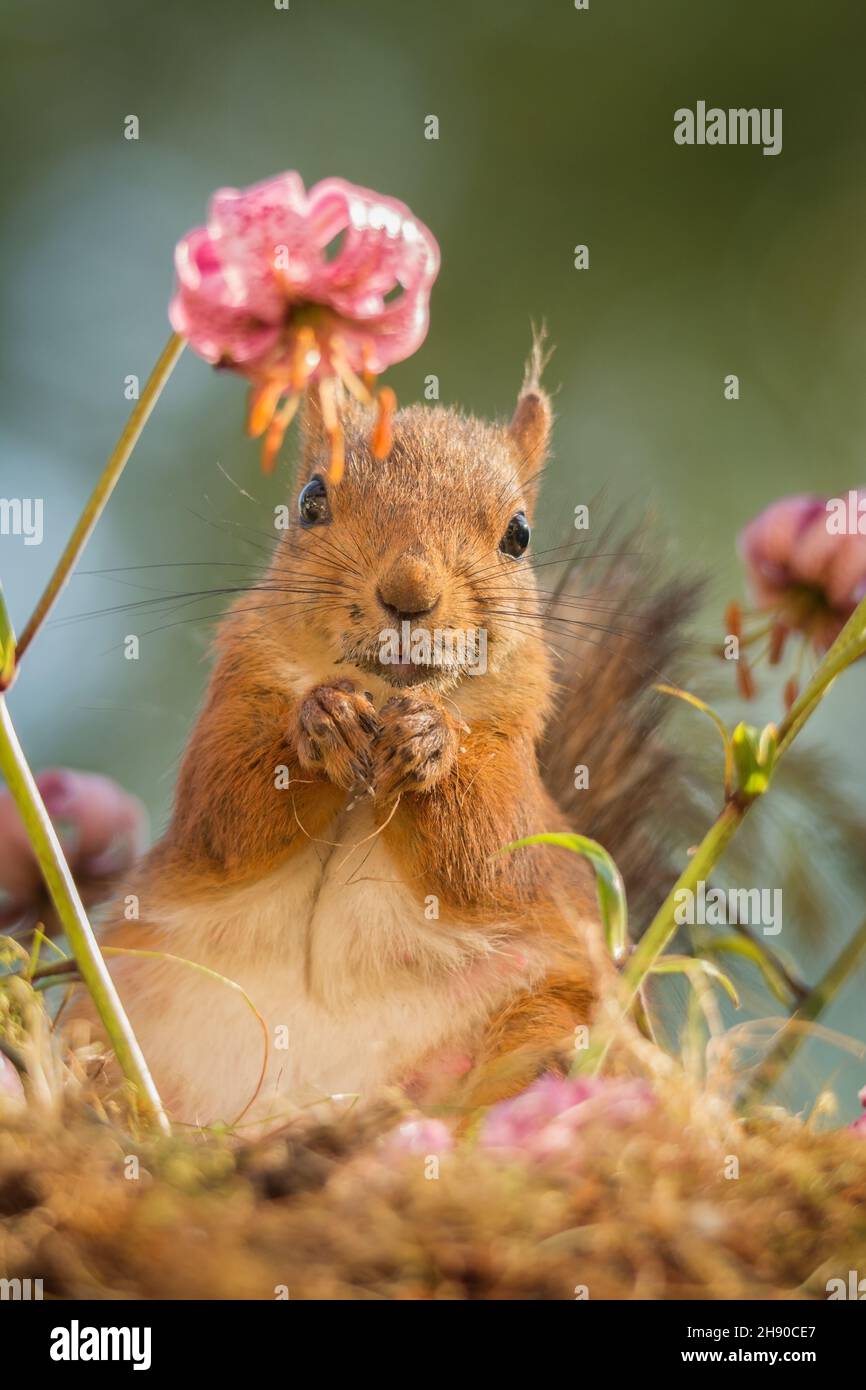 female red squirrel standing between flowers looking down Stock Photo
