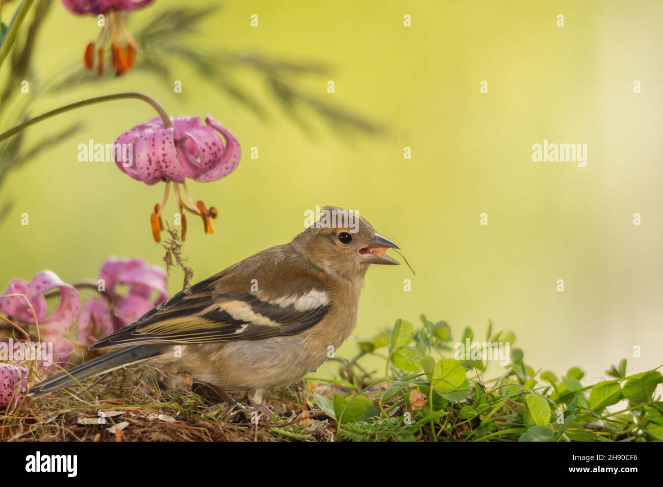 finch with seed in mouth in front of a lily Stock Photo