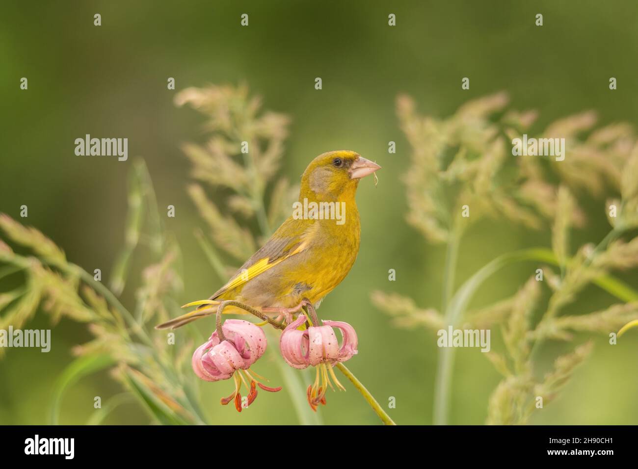 finch standing on a lily Stock Photo