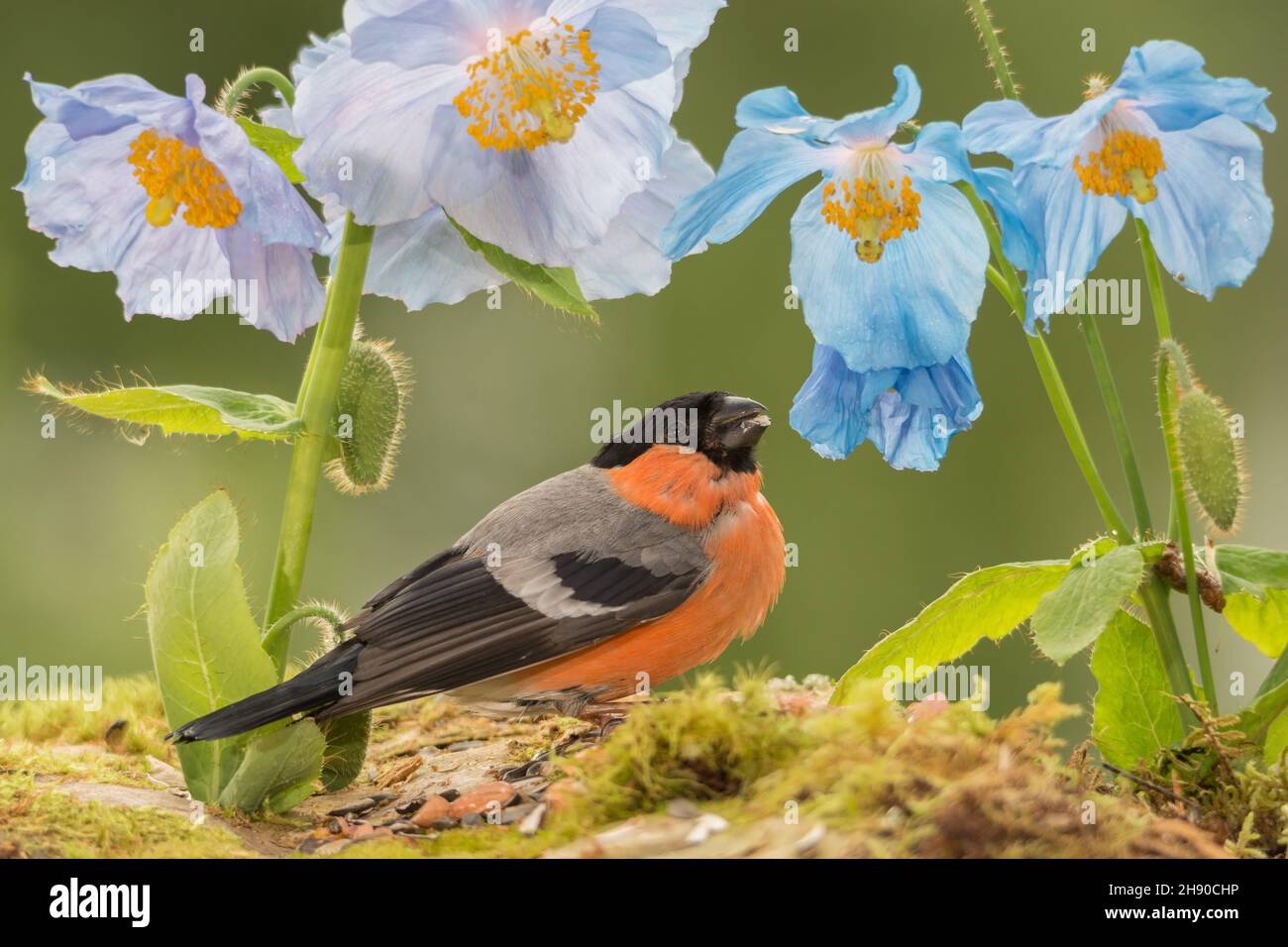 male bullfinch standing with blue poppy Stock Photo
