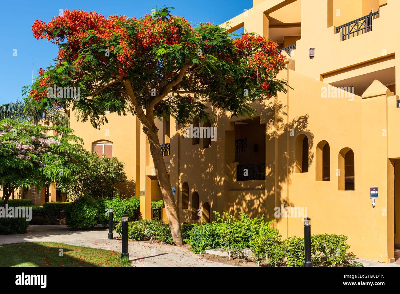 Hurghada, Egypt - May 28, 2021: View of the hotel's villas and flowering tree of the Stella Di Mare Beach Resort and Spa located in Makadi Bay, which Stock Photo