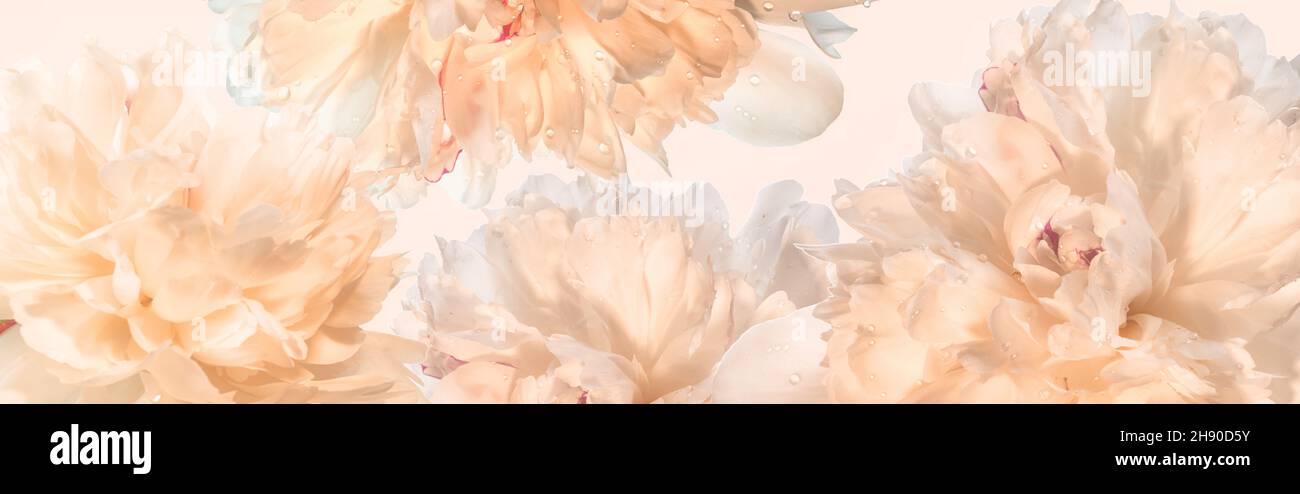 Blooming delicate peonies panorama, pastel soft background. Stock Photo