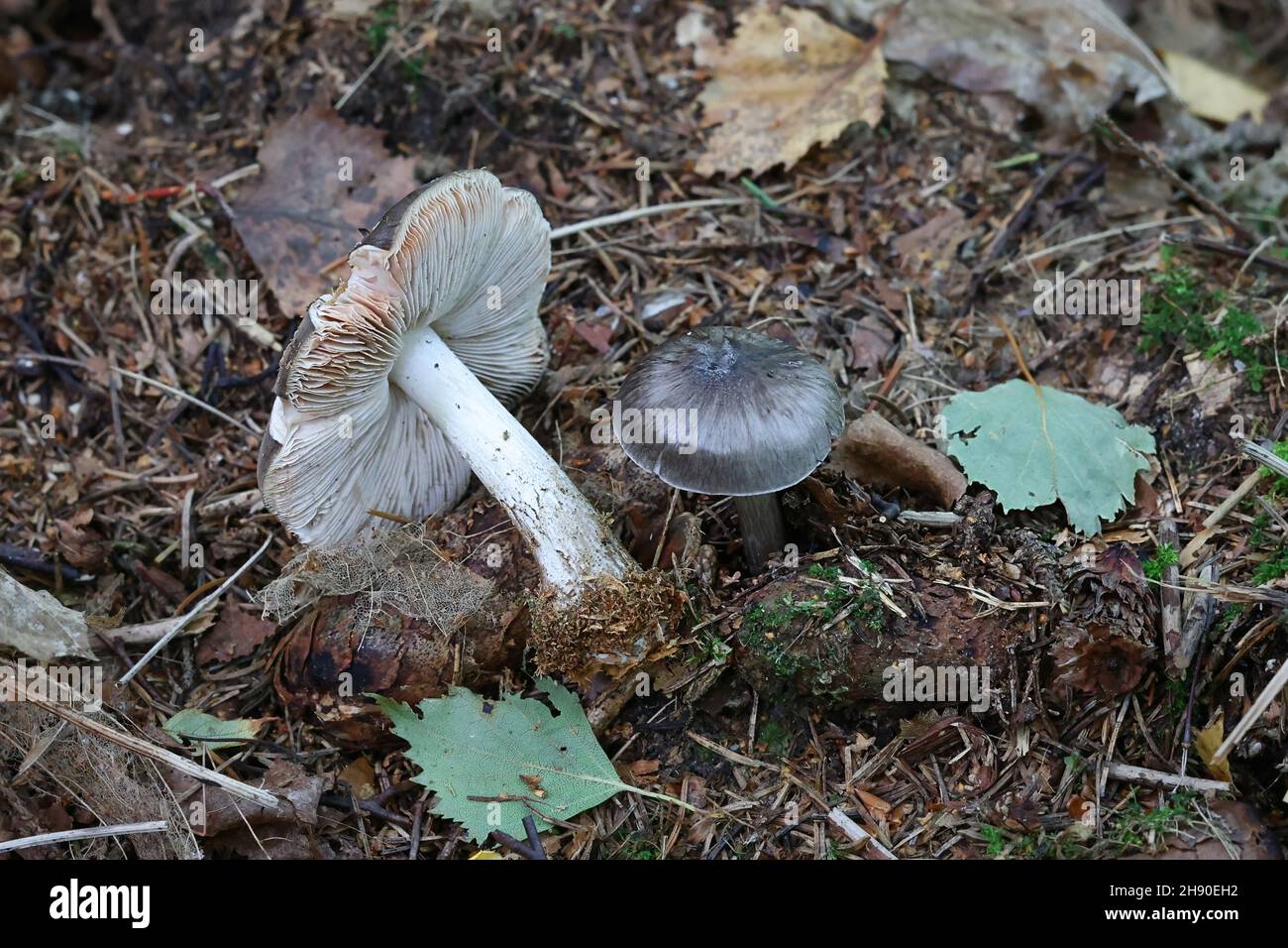 Pluteus pouzarianus, known as conifer shield, wild mushroom from Finland Stock Photo