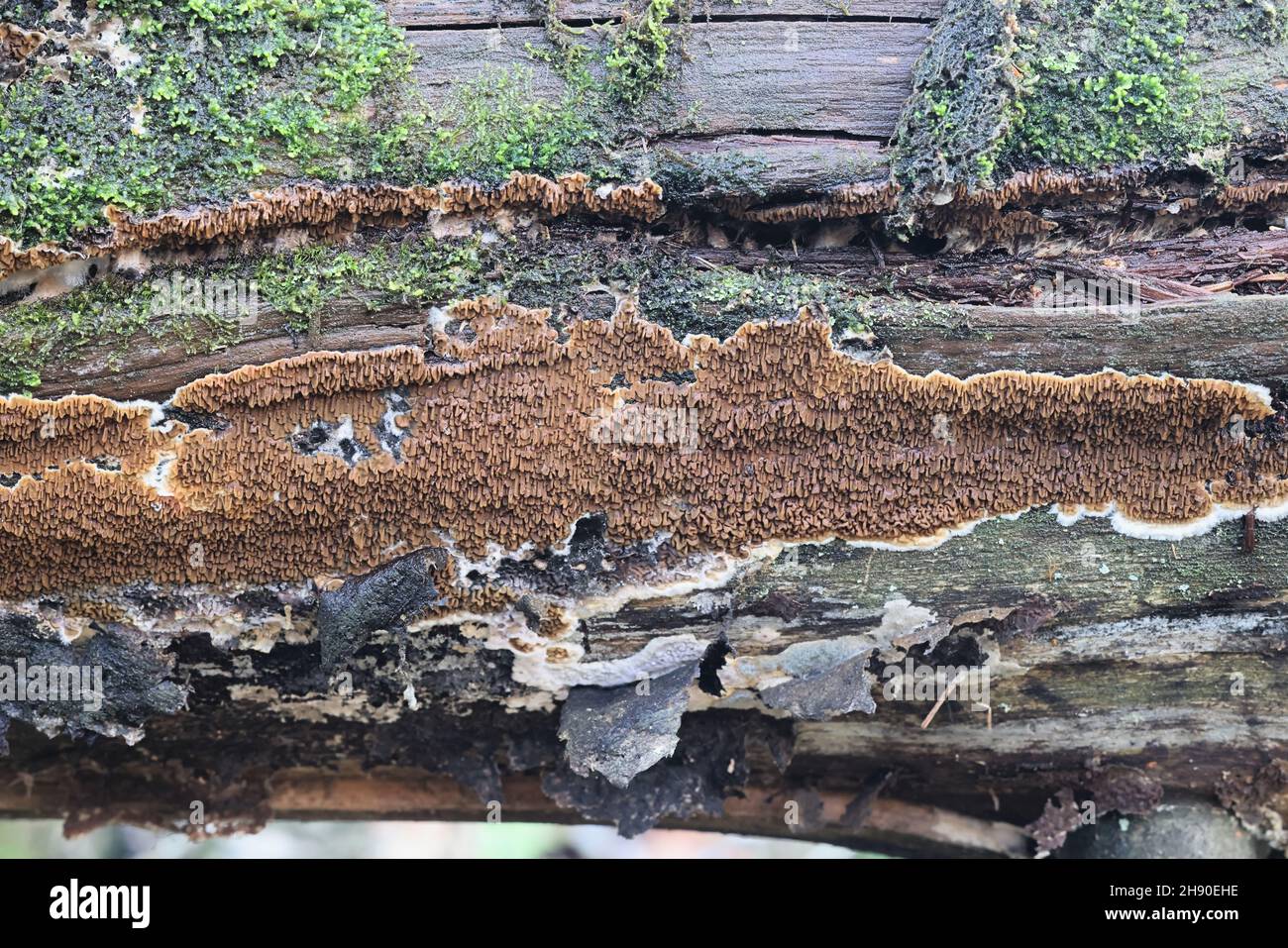 Serpula himantioides, a resupinate dry rot fungus from Finland, no common English name Stock Photo