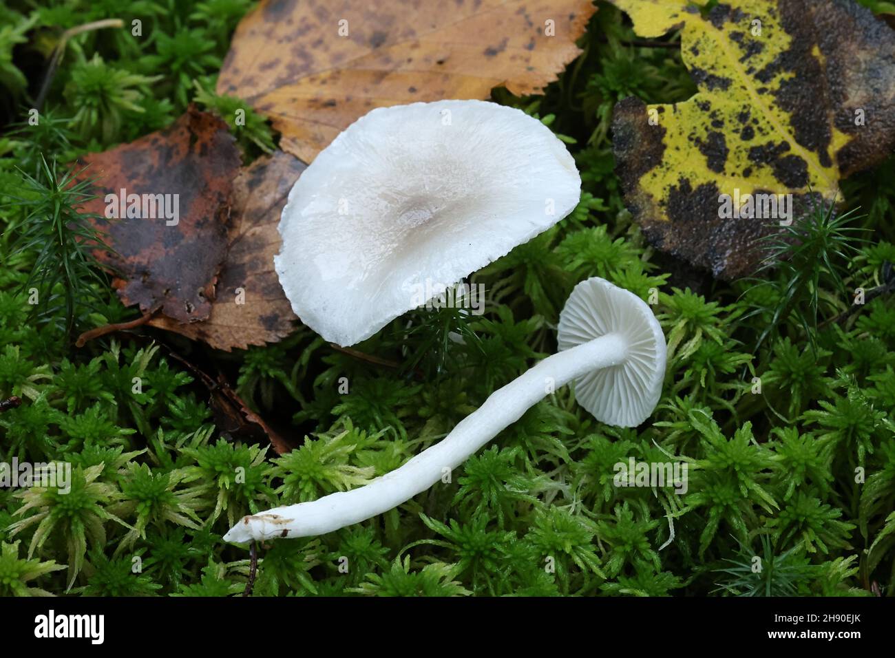 Hygrophorus piceae, white woodwax mushroom from Finland, no common English name Stock Photo