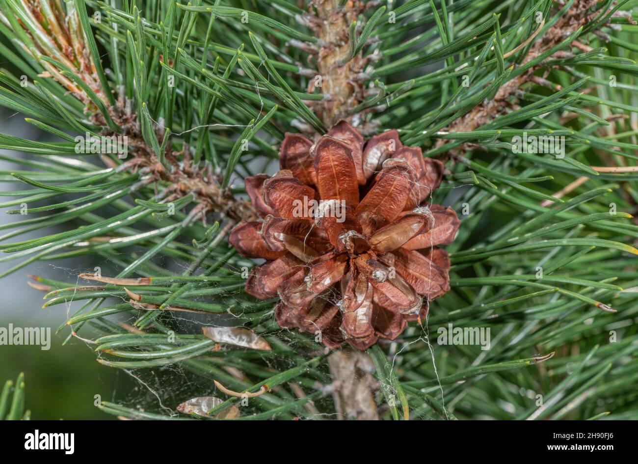 Dwarf Mountain Pine, Pinus mugo , with needles and female cones. Alps. Stock Photo