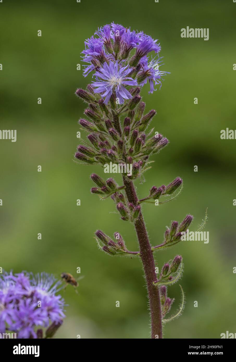 Alpine Sow-thistle, Cicerbita alpina, in flower on woodland margin, Alps. Stock Photo