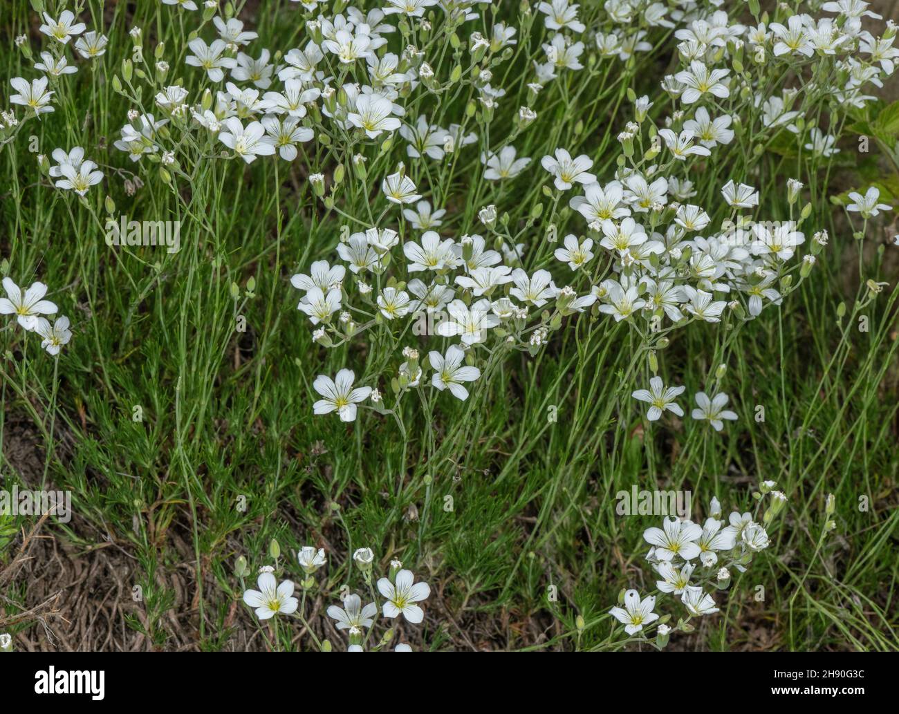 Large-flowered Sandwort, Arenaria grandiflora, in flower in the Alps. Stock Photo