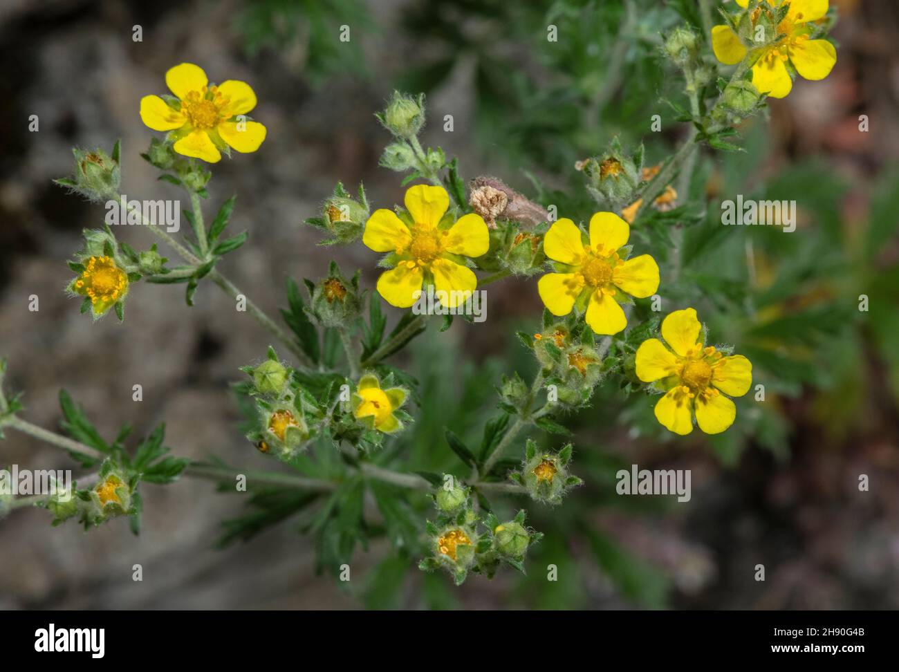 Hoary cinquefoil, Potentilla argentea, in flower on dry sunny bank. Stock Photo