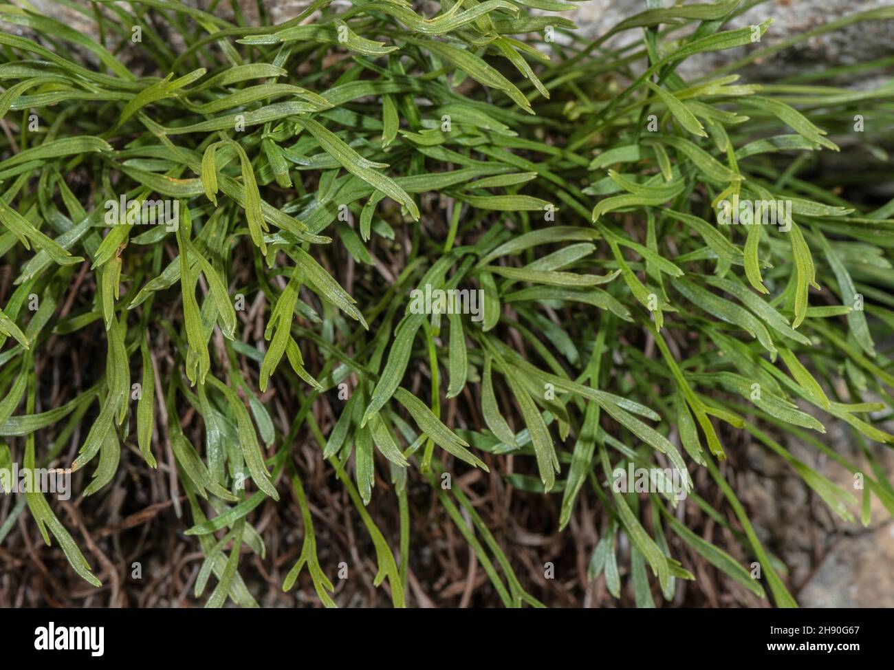 Forked spleenwort, Asplenium septentrionale, clump on dry acidic stone wall. Stock Photo