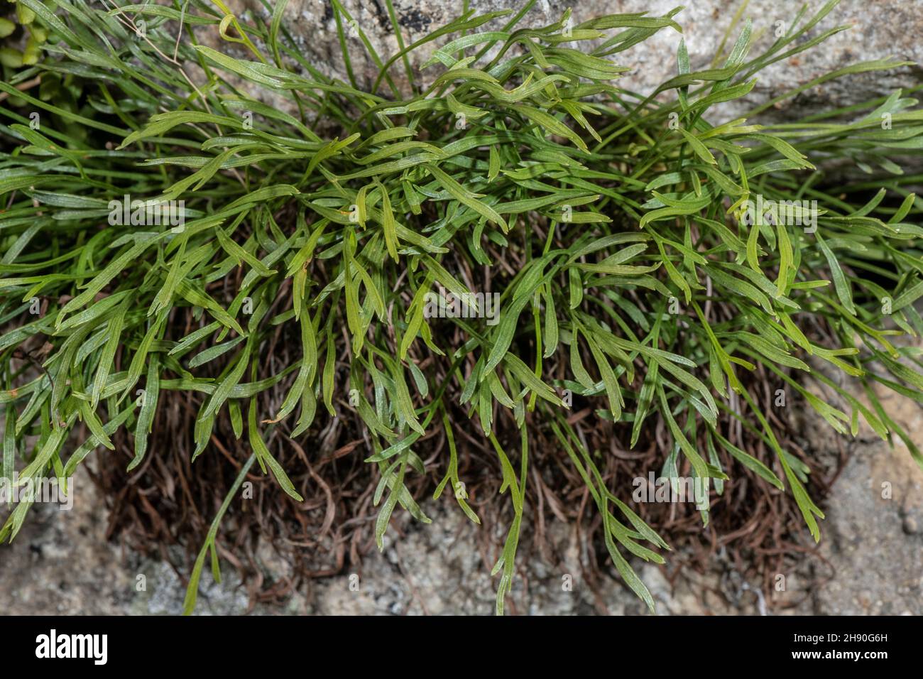 Forked spleenwort, Asplenium septentrionale, clump on dry acidic stone wall. Stock Photo