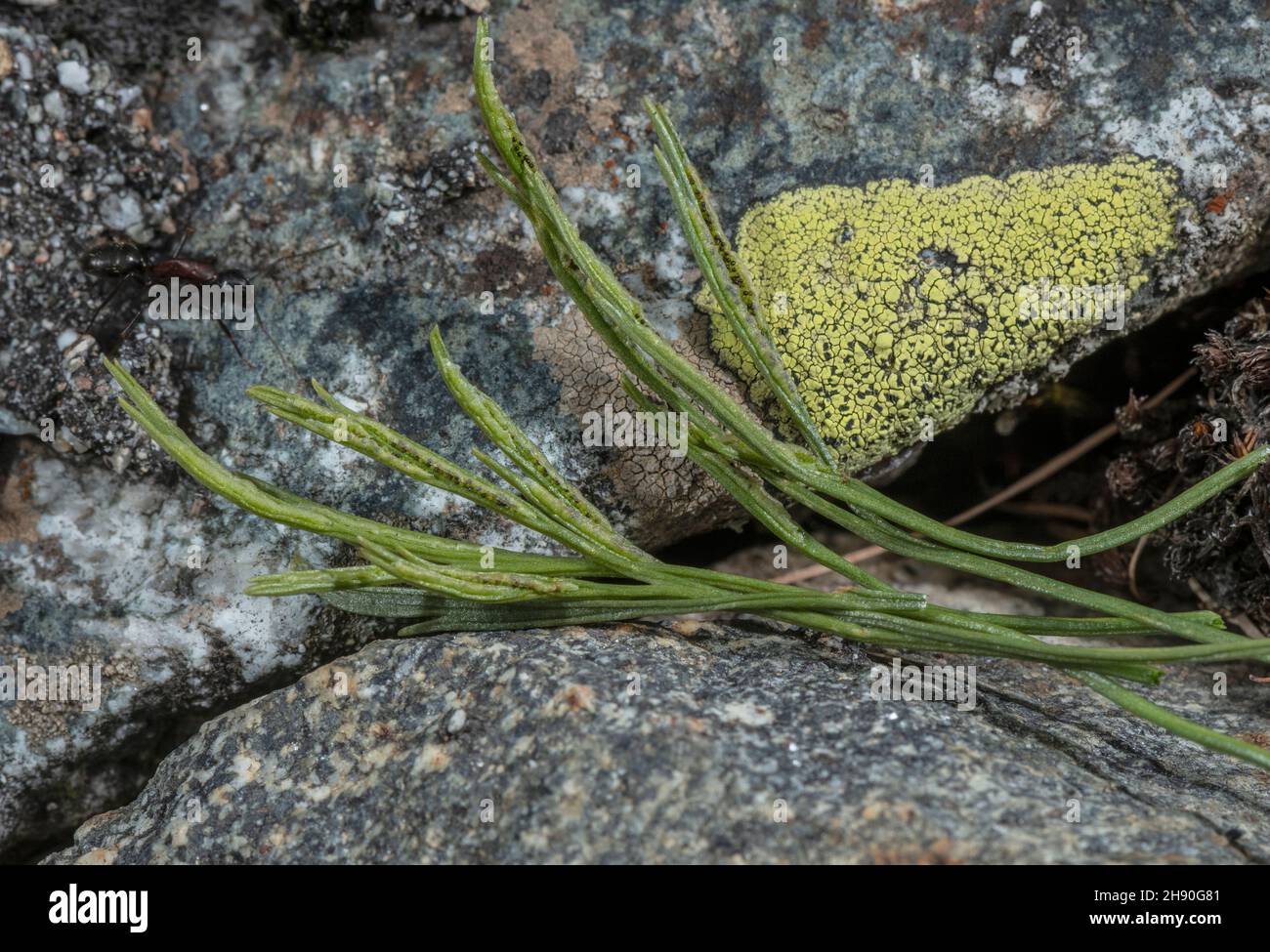 Forked spleenwort, Asplenium septentrionale, showing ripe sori on undersides of fronds. Stock Photo