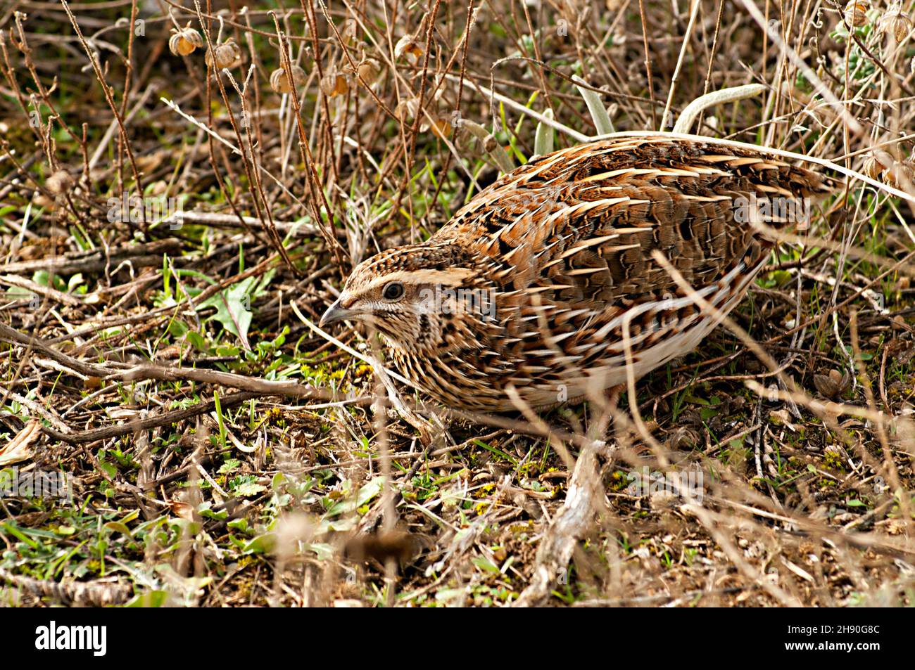 Coturnix coturnix - The common quail is a species of galliform bird in the Phasianidae family Stock Photo