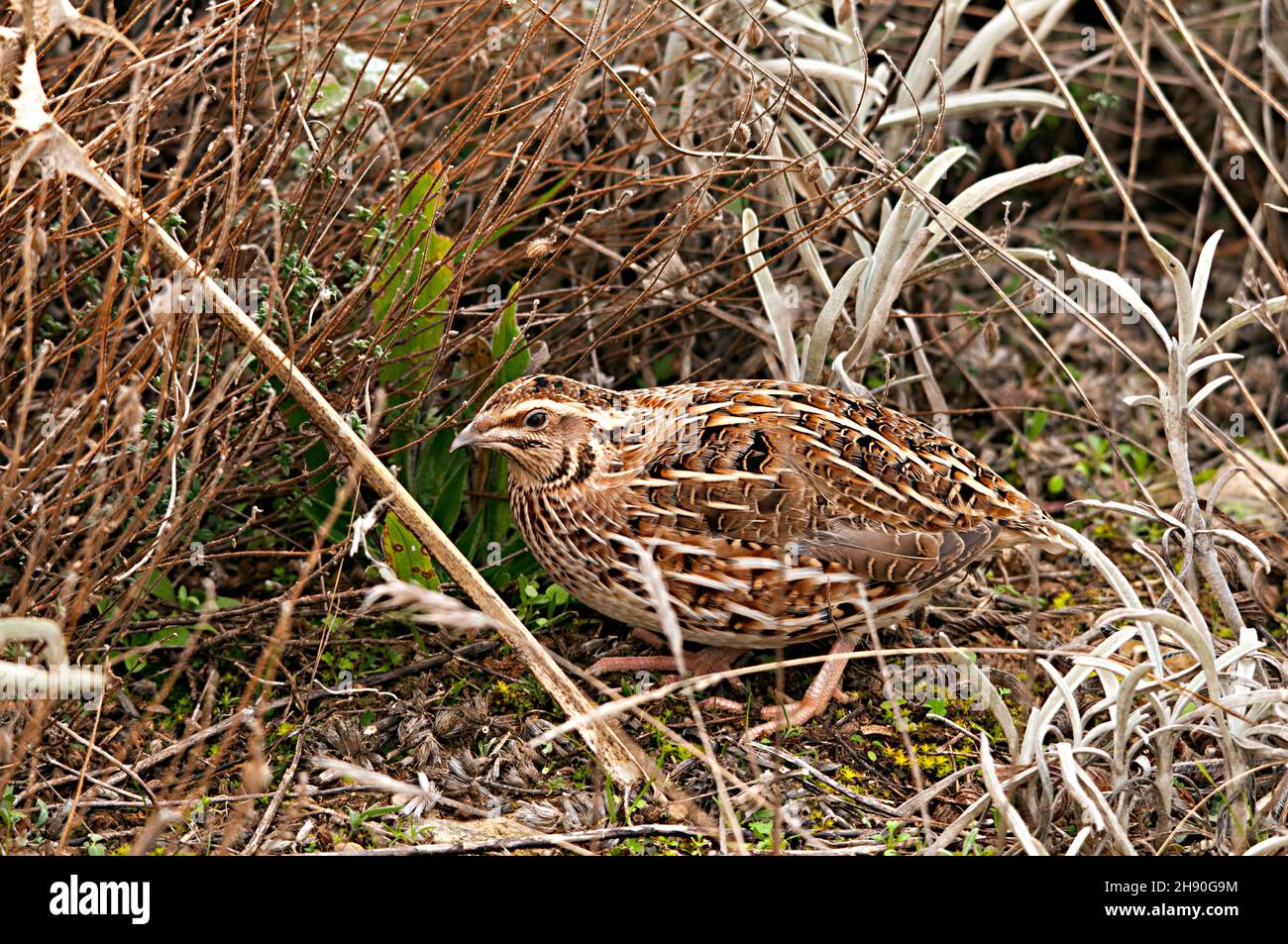 Coturnix coturnix - The common quail is a species of galliform bird in the Phasianidae family Stock Photo