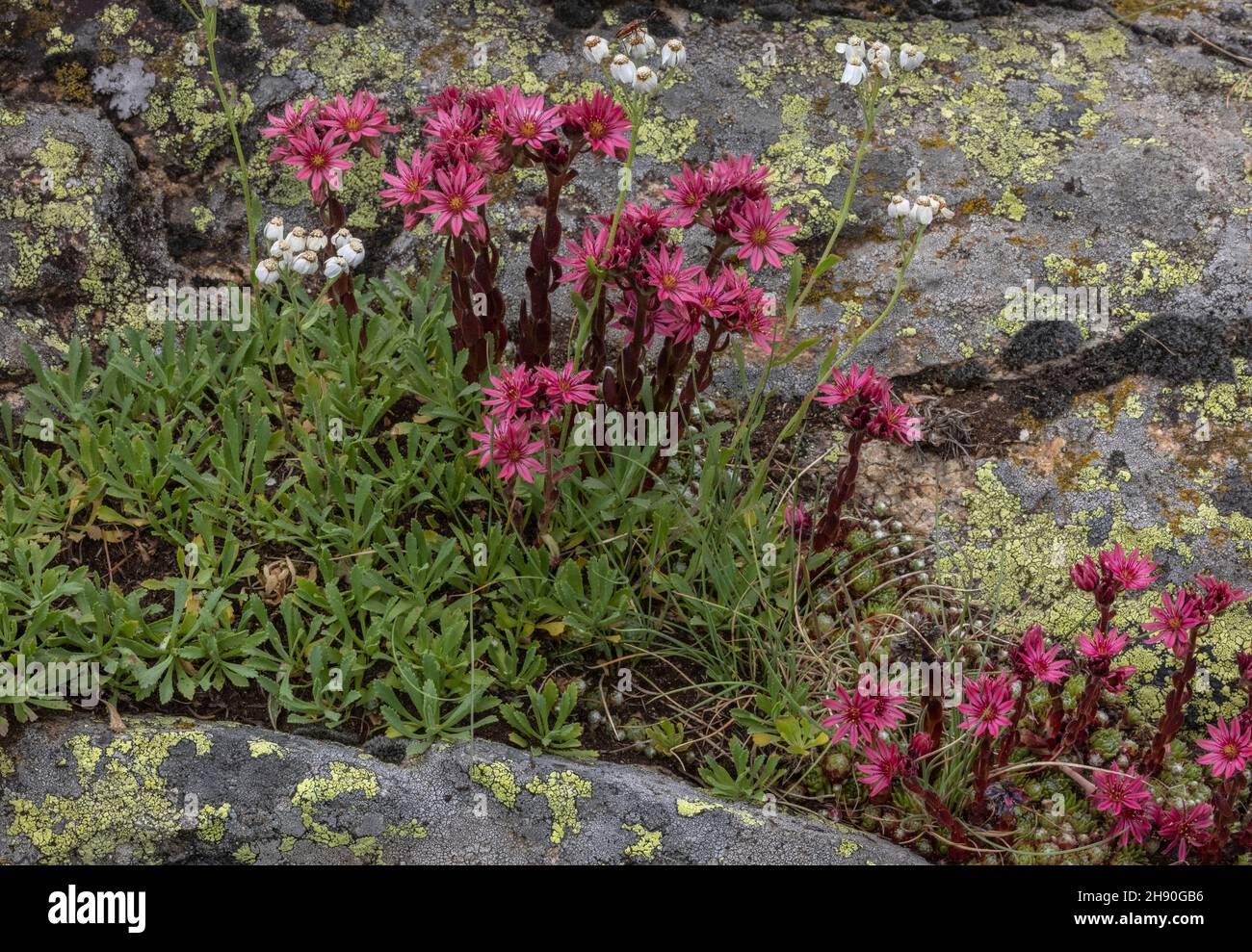 Cobweb house-leek, Sempervivum arachnoideum, and Simple leaved milfoil, Achillea erba-rotta ssp. erba-rotta Stock Photo