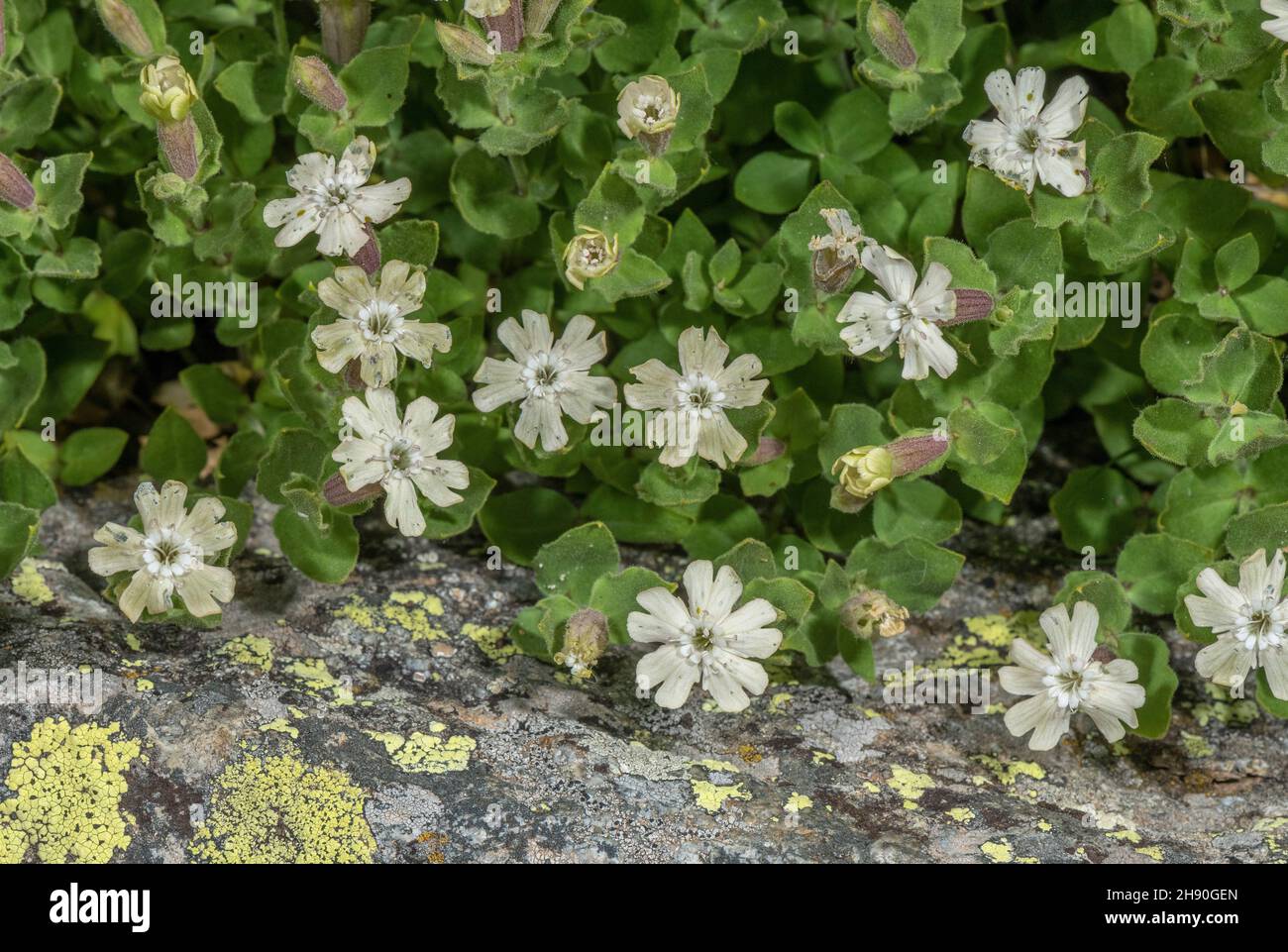 Heart-leaved Catchfly, Silene cordifolia, clump in flower on acid rocks, Maritime Alps. Stock Photo