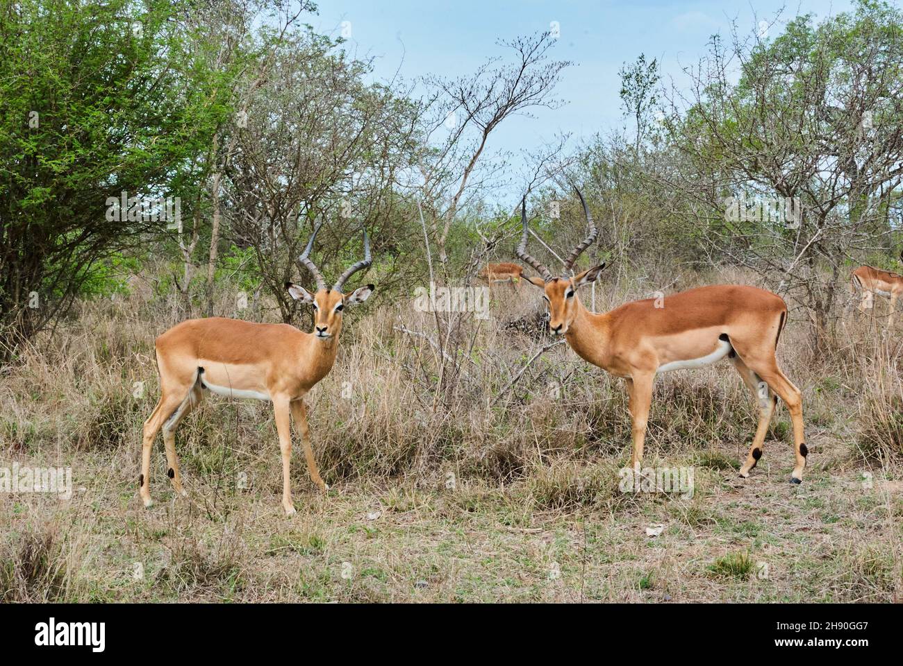 The impala, Aepyceros melampus, is a medium sized antelope found in eastern and southern Africa. Two rams fighting each other with their horns Stock Photo