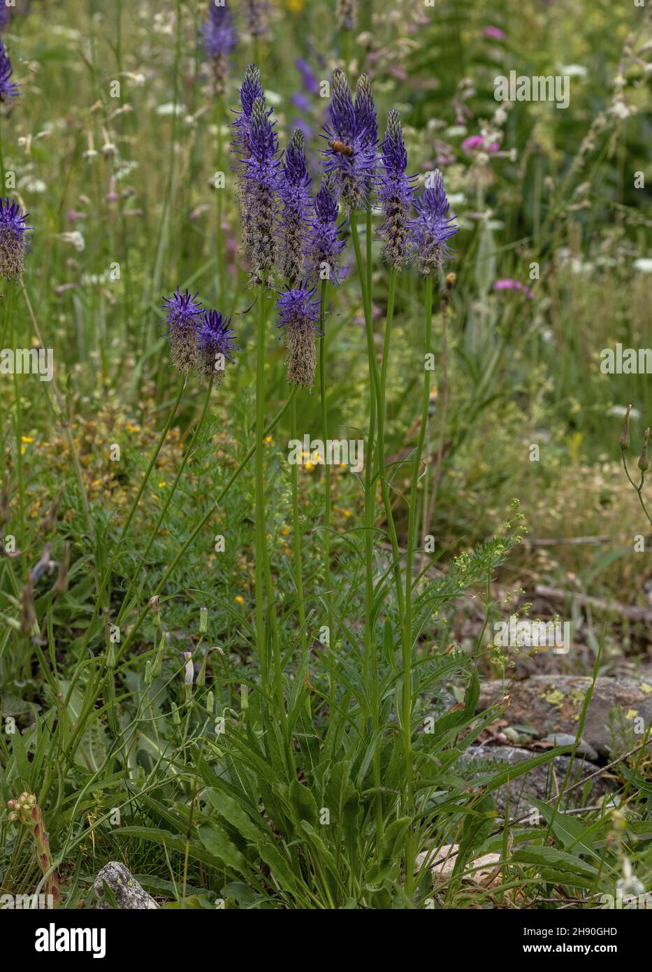 A Rampion, Phyteuma michelii in flower in the Maritime Alps. Stock Photo