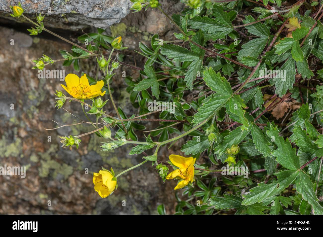 Large-flowered Cinquefoil, Potentilla grandiflora in flower in the Maritime Alps. Stock Photo