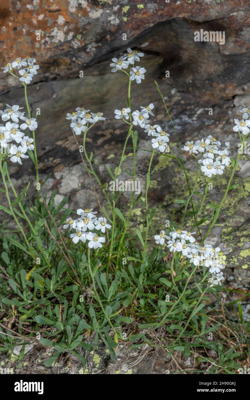 Simple leaved milfoil, Achillea erba-rotta in flower on cliff. Stock Photo