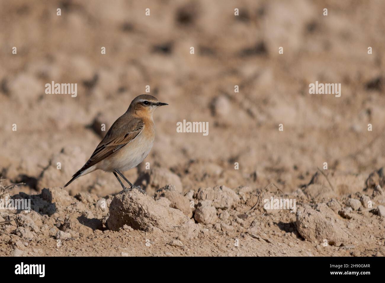 Oenanthe oenanthe - Wheatear is a species of passerine bird in the Muscicapidae family. Stock Photo