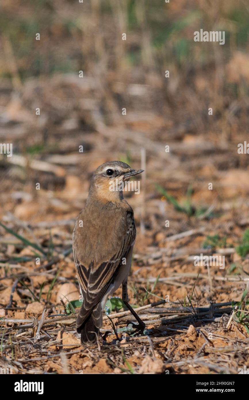 Oenanthe oenanthe - Wheatear is a species of passerine bird in the Muscicapidae family. Stock Photo