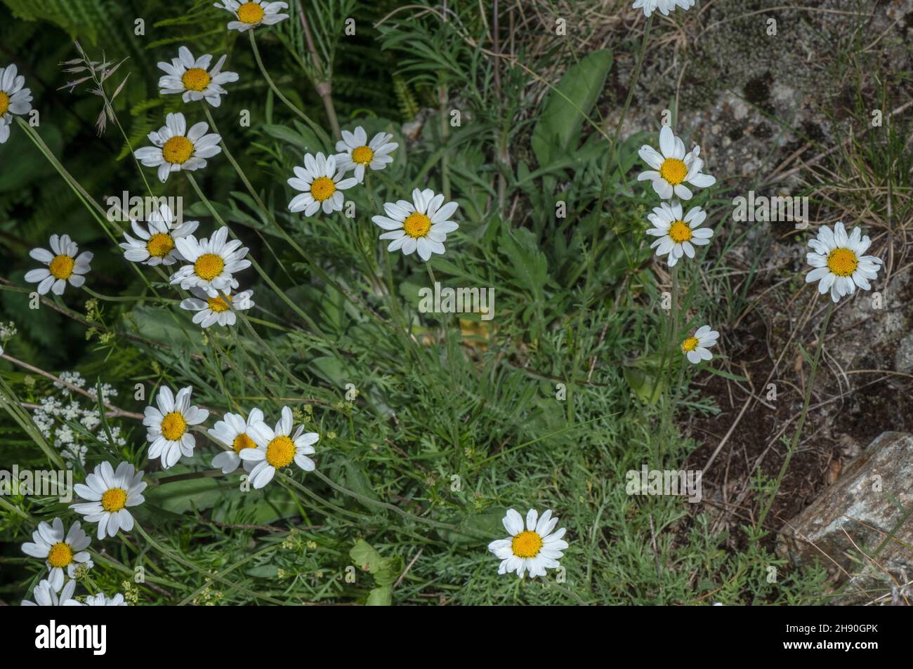Cretan mat daisy, Anthemis cretica in flower on rocky scree, Maritime Alps. Stock Photo