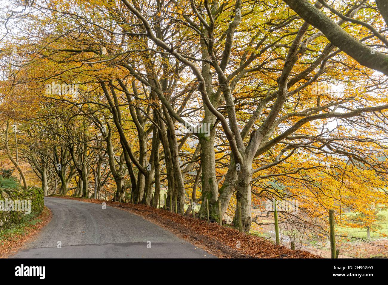Row of golden beech trees lining the road along the Whinlatter Pass in the Lake District National Park during autumn or November, Cumbria, England, UK Stock Photo