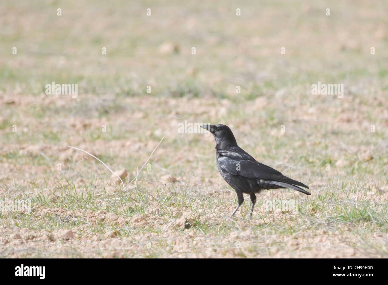 Corvus corone - The black crow is a species of passerine bird in the Corvidae family. Stock Photo