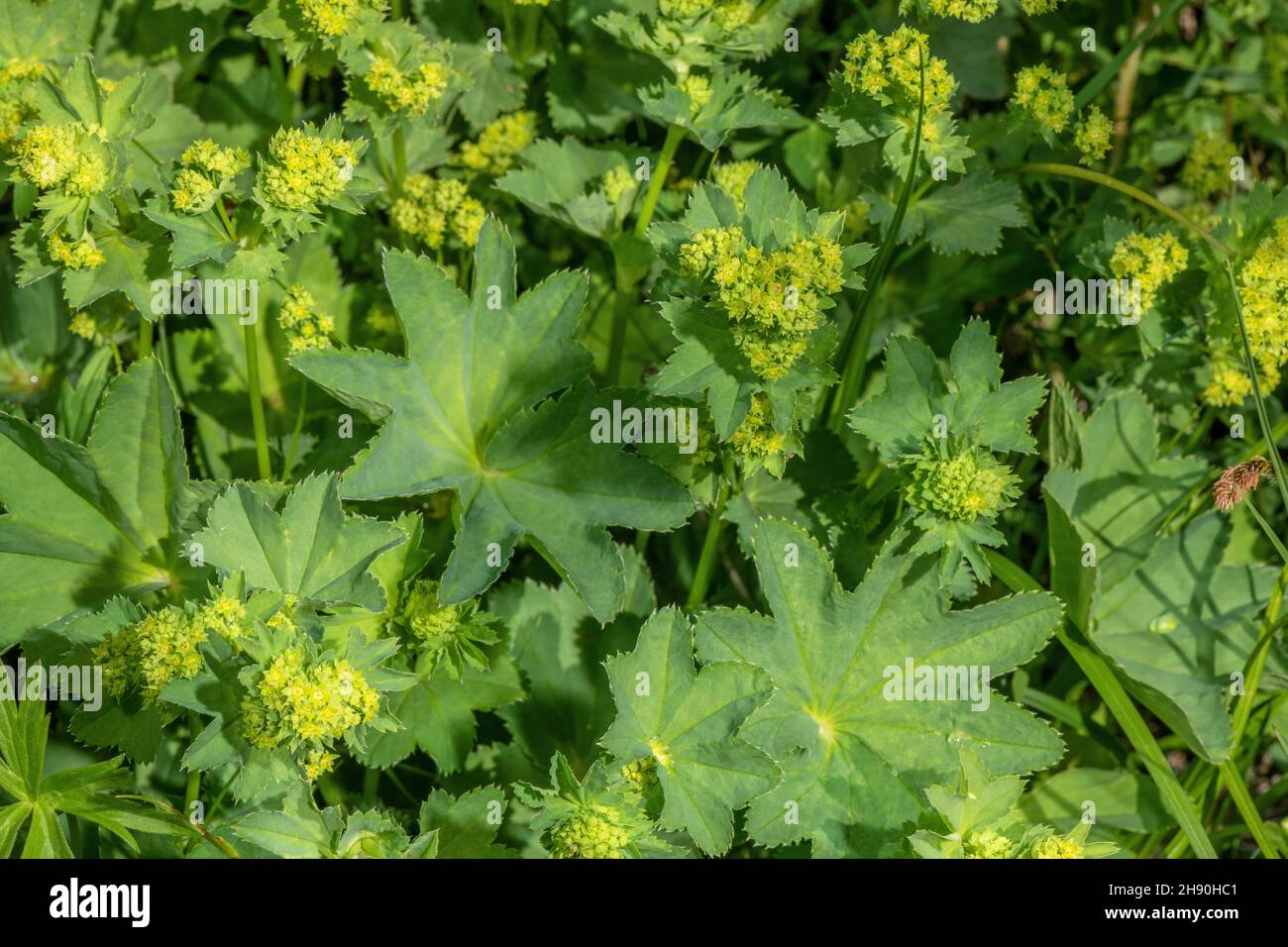 Smooth Lady's-Mantle, Alchemilla glabra, in flower in alpine pasture, Maritime Alps. Stock Photo