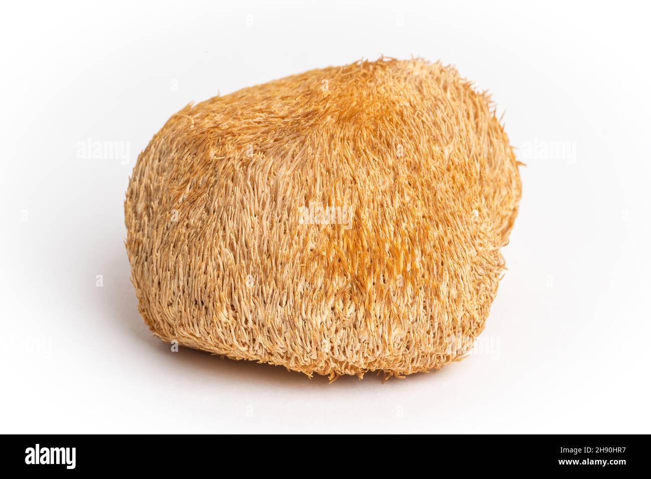 Dried Lion's Mane mushrooms or Hericium Erinaceus also called bearded tooth fungus, monkey head mushroom, yamabushitake. Stock Photo