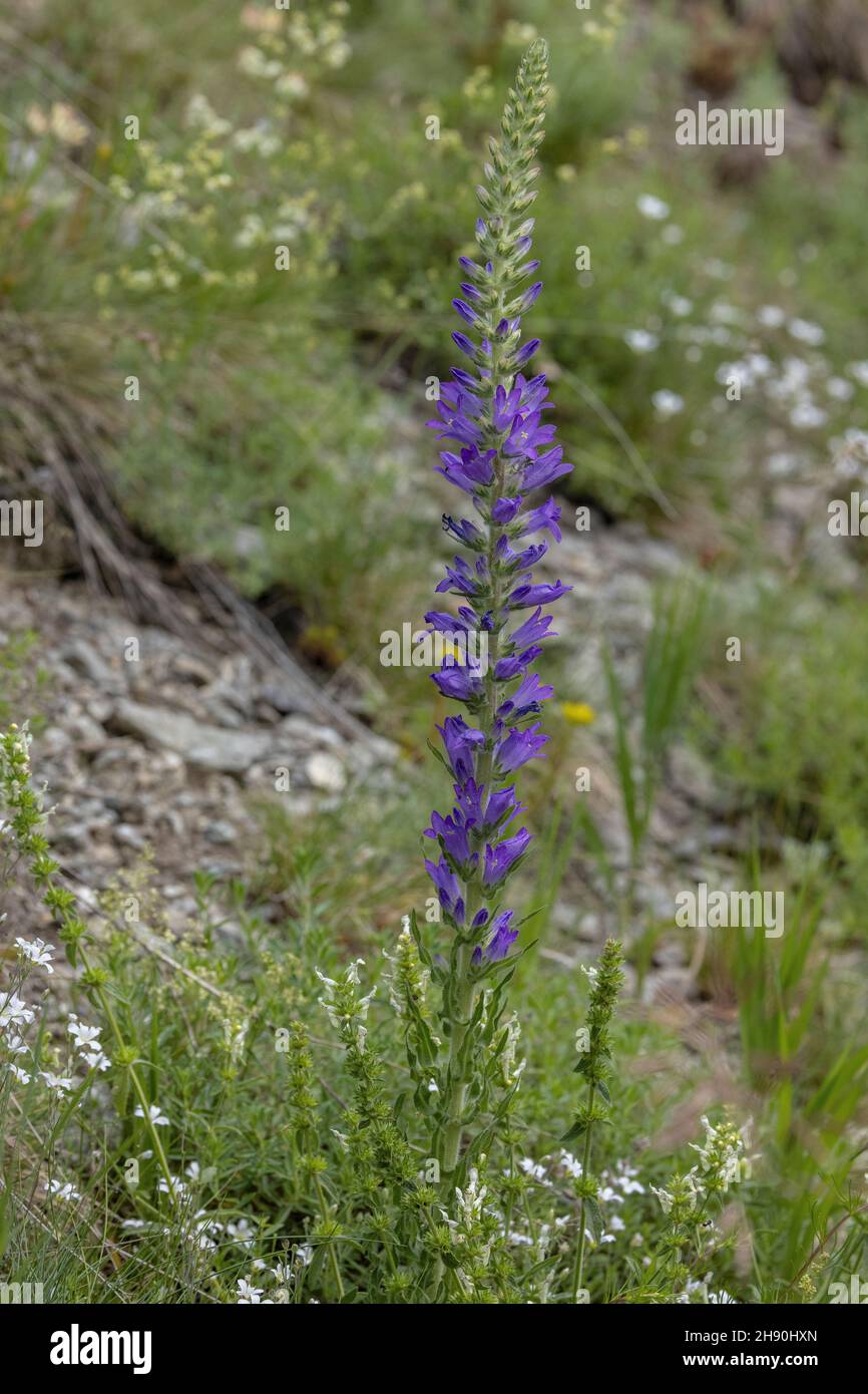 Spiked bellflower, Campanula spicata in flower on alpine scree. French Alps. Stock Photo