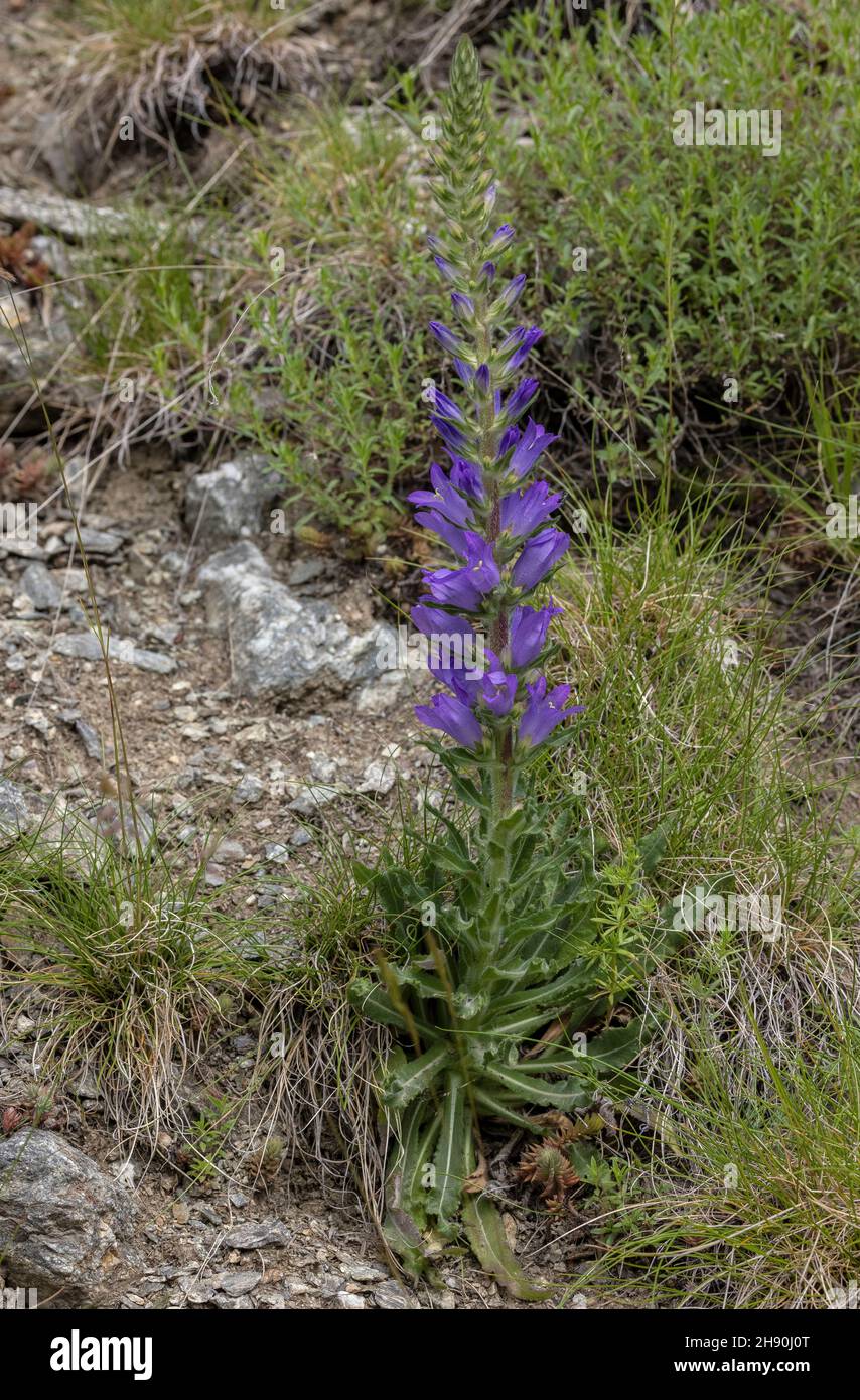 Spiked bellflower, Campanula spicata in flower on alpine scree. French Alps. Stock Photo