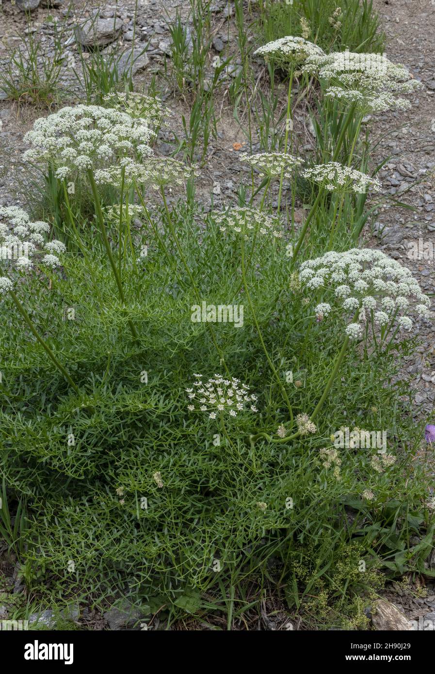 French Sermountain, Laserpitium gallicum on gravel in the Maritime Alps. Stock Photo