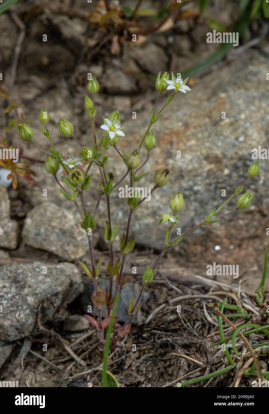 Thyme-leaved sandwort, Arenaria serpyllifolia in flower in dry grassland. Stock Photo
