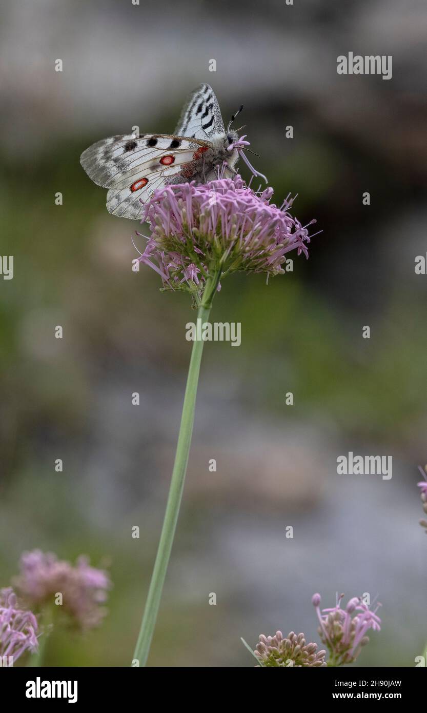 Apollo butterfly on Narrow-leaved red Valerian, Centranthus angustifolius; Maritime Alps. Stock Photo