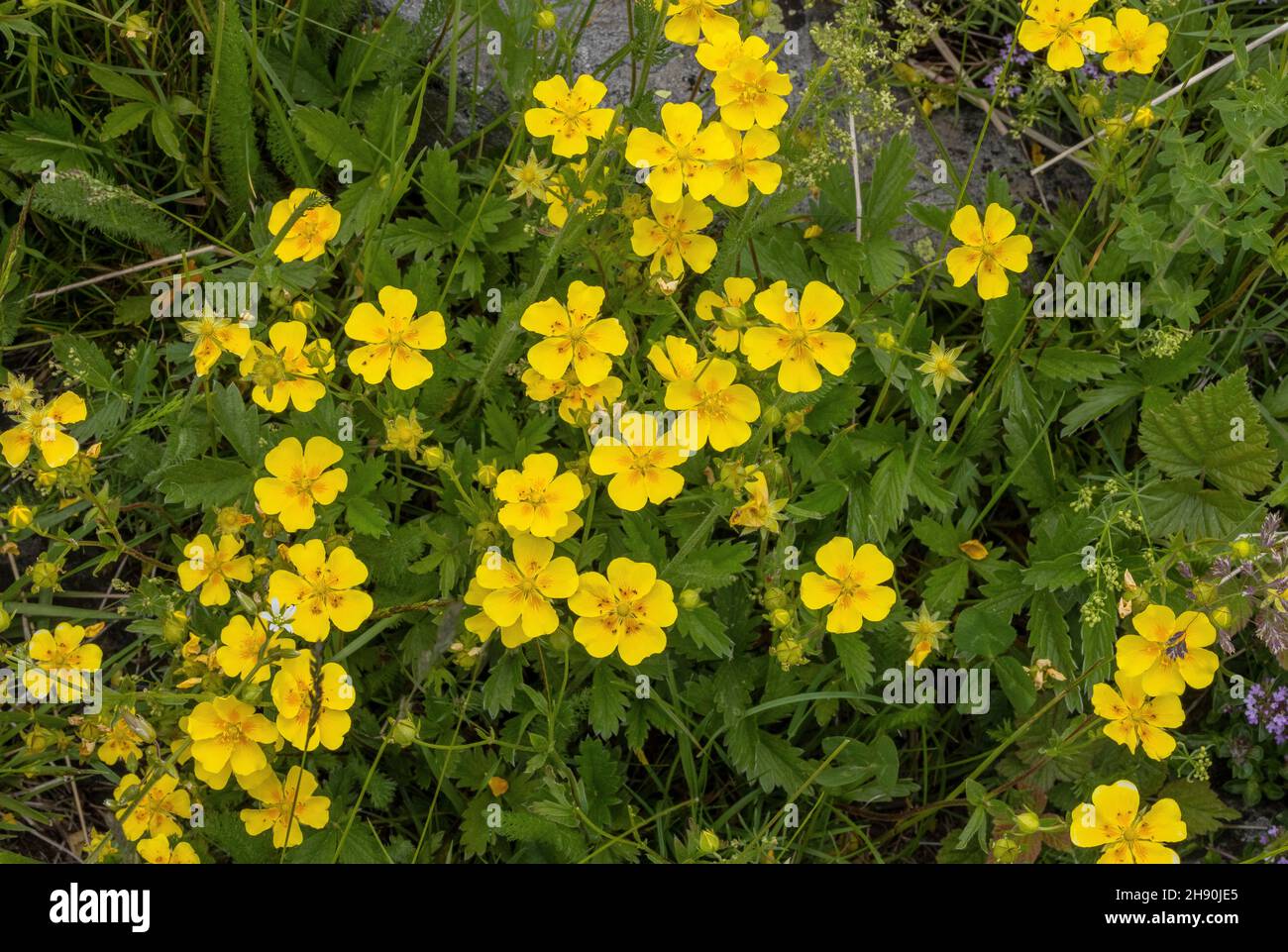 Large-flowered Cinquefoil, Potentilla grandiflora in flower. Alps. Stock Photo