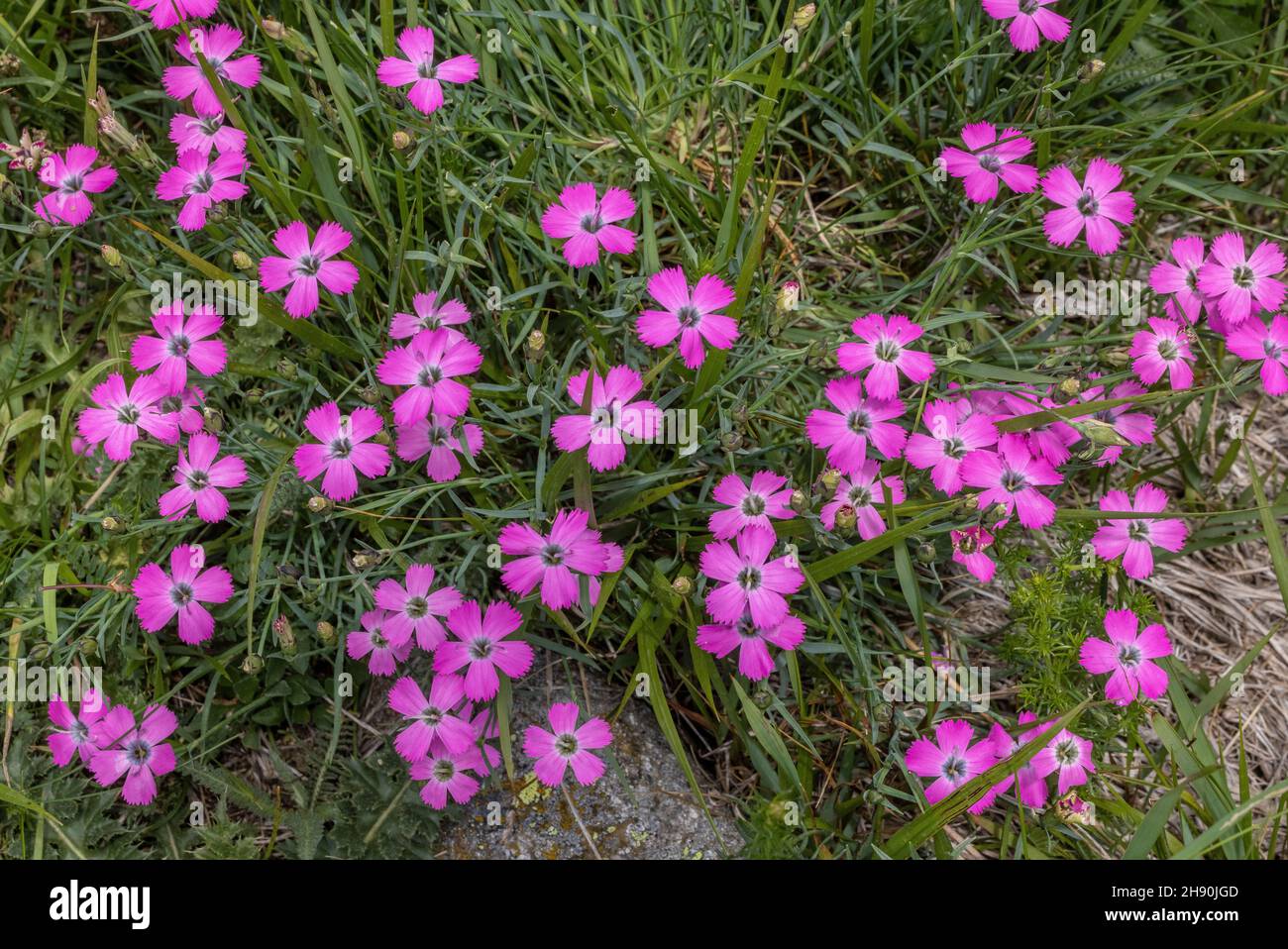 Peacock-eye pink, Dianthus pavonius, in flower in alpine pasture, french Alps. Stock Photo