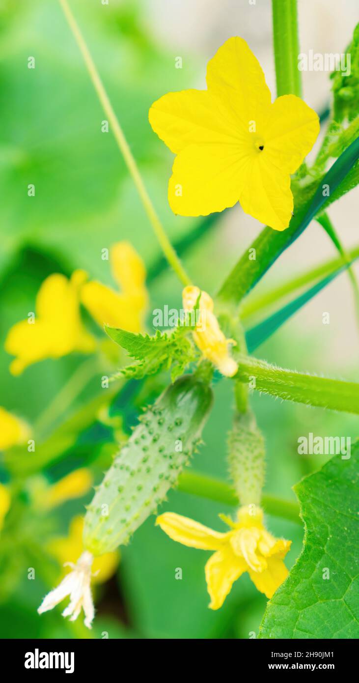 Cucumbers grow in a raised bed. Cucumber plant with yellow flowers and