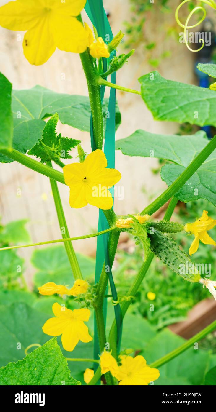 Gherkin flowers hires stock photography and images Alamy