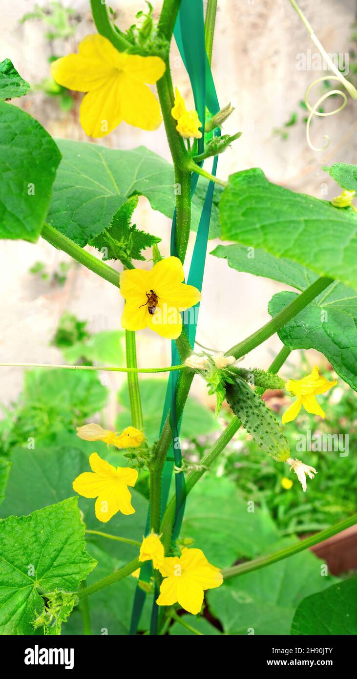 A bee pollinates a yellow cucumber flower. The cucumber plant blooms