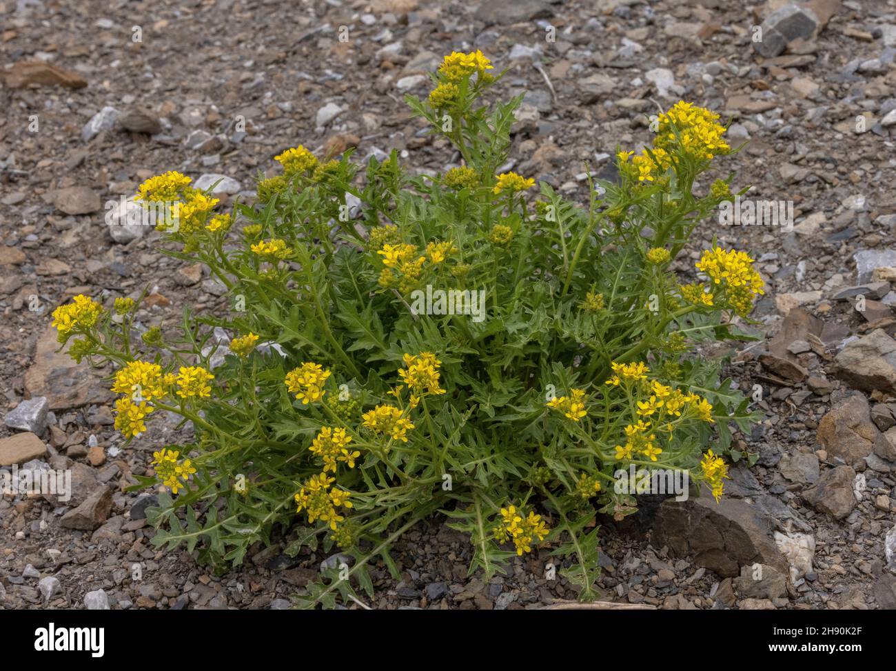Austrian Rocket, Sisymbrium austriacum, in flower in the Maritime Alps. Stock Photo