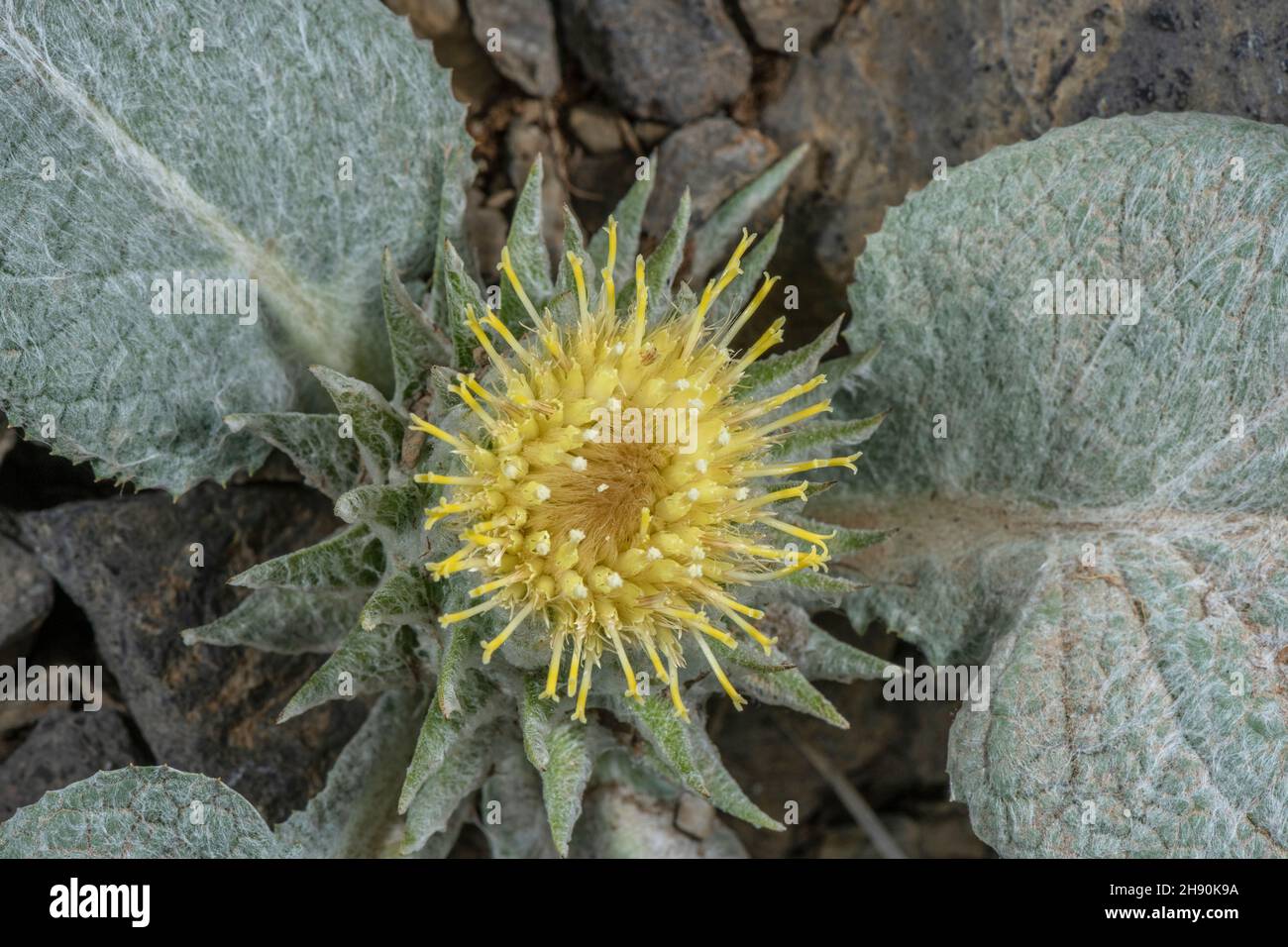 Berardia, Berardia lanuginosa, in flower high in the Maritime Alps. Endemic. Stock Photo