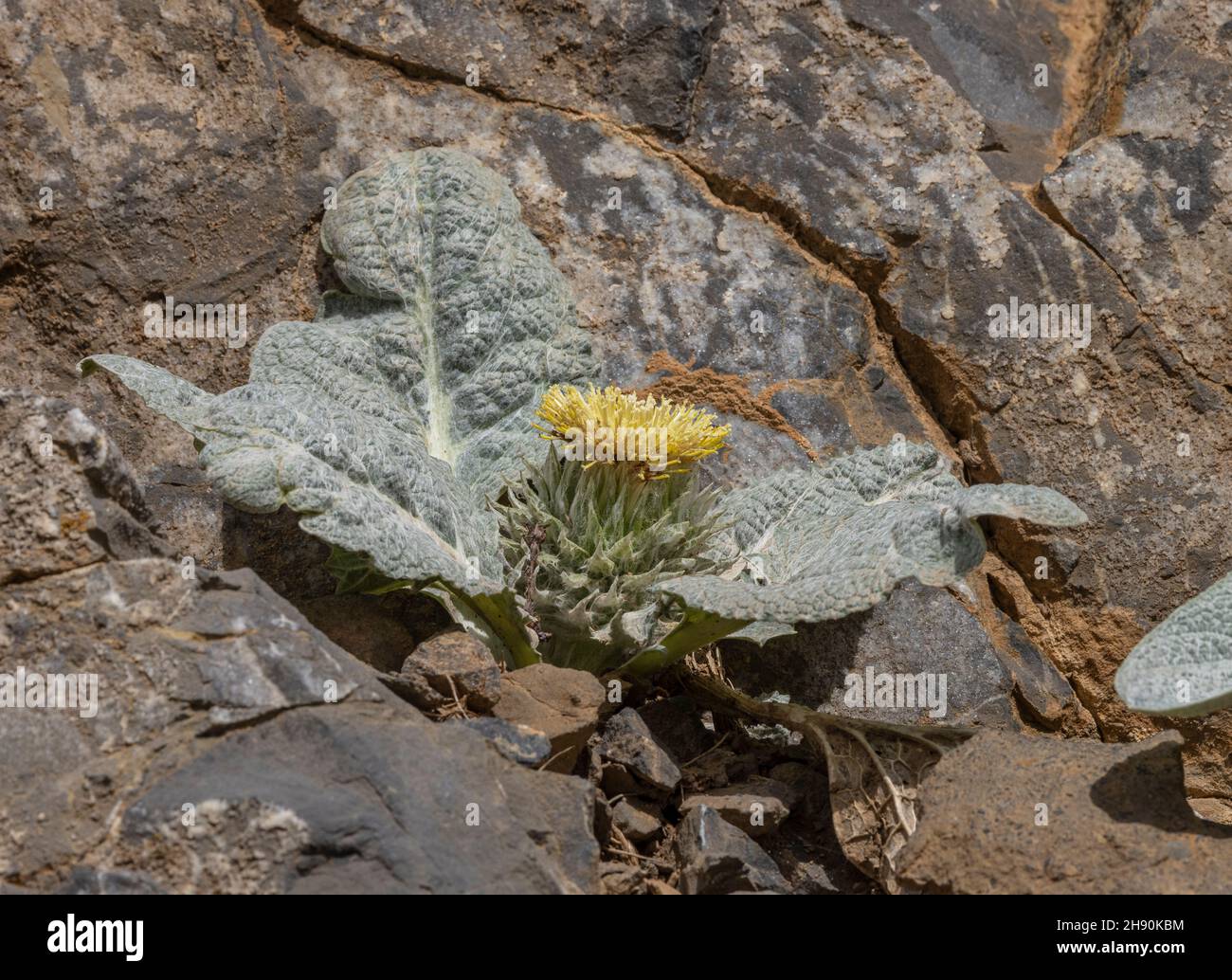 Berardia, Berardia lanuginosa, in flower high in the Maritime Alps. Endemic. Stock Photo