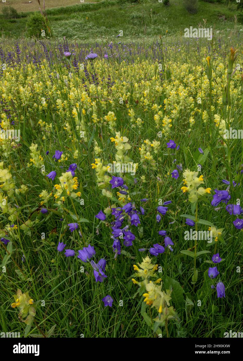 Hay meadow on the Col de Larche, with Yellow Rattle and Scheuchzer's bellflower. Maritime Alps, France. Stock Photo