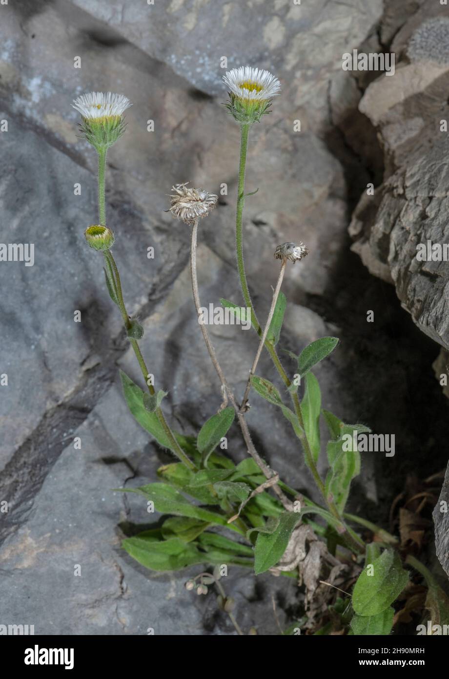 Gaudin's Fleabane, Erigeron schleicheri, in flower on limestone cliff, southern French Alps. Stock Photo